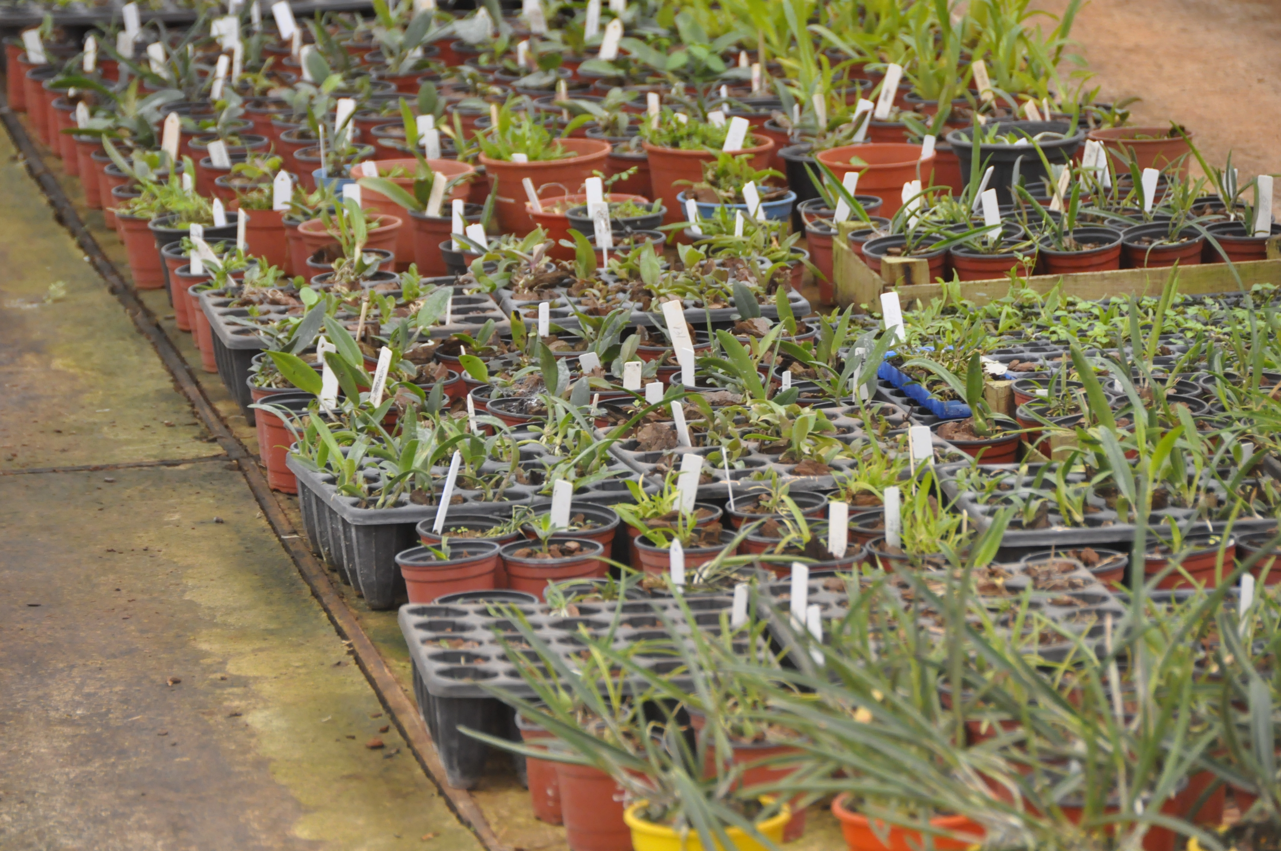 Ganadería Silvopastoril, Concept Nature Misiones