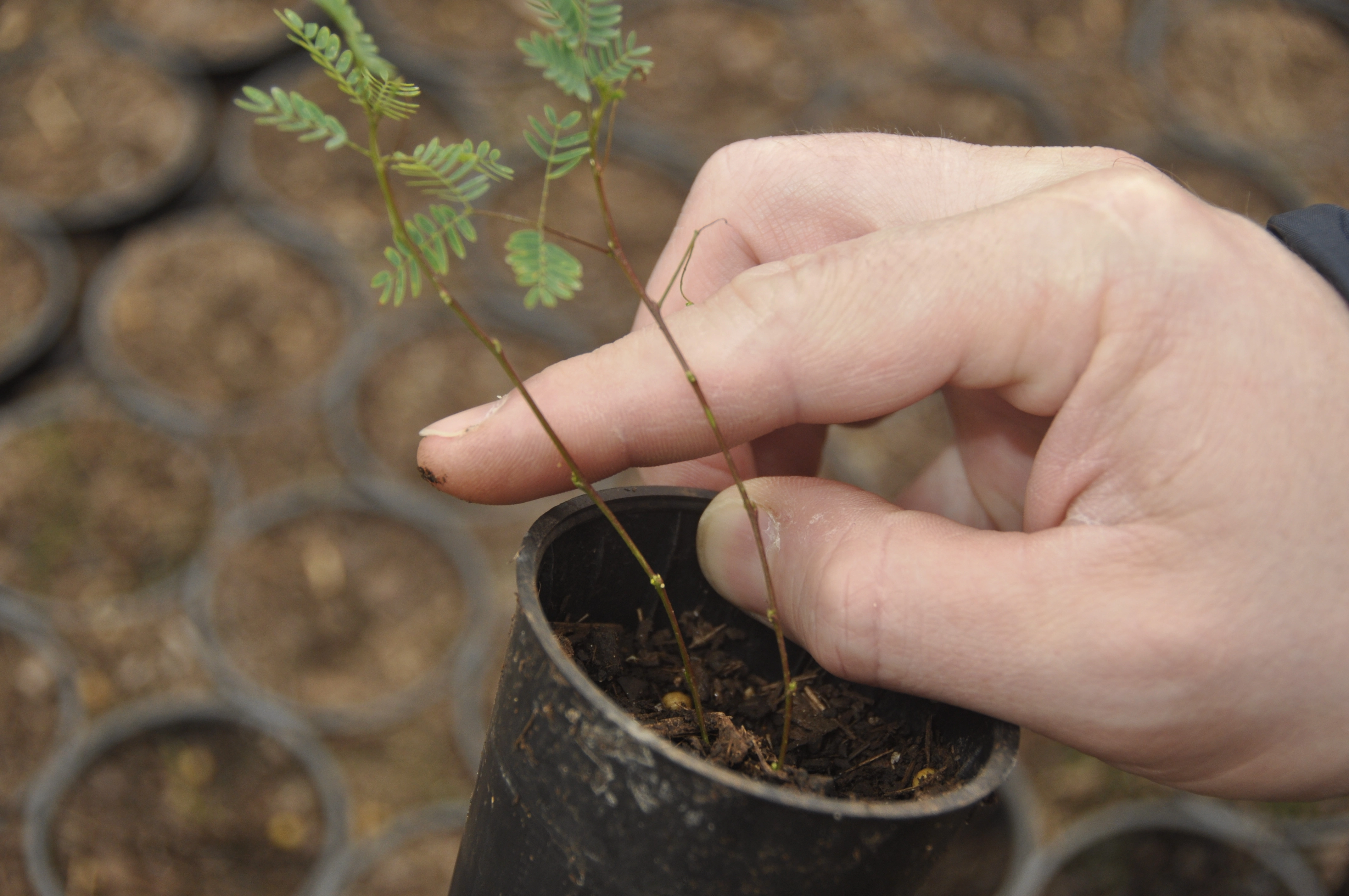 Ganadería Silvopastoril, Concept Nature Misiones