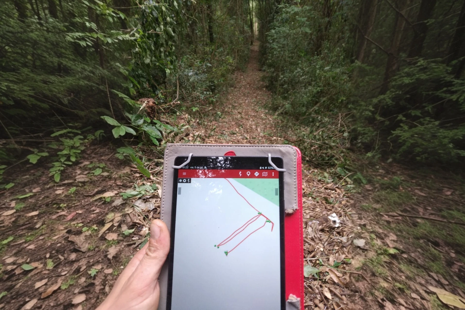 Forestaciones de Concept Nature en Misiones, Argentina