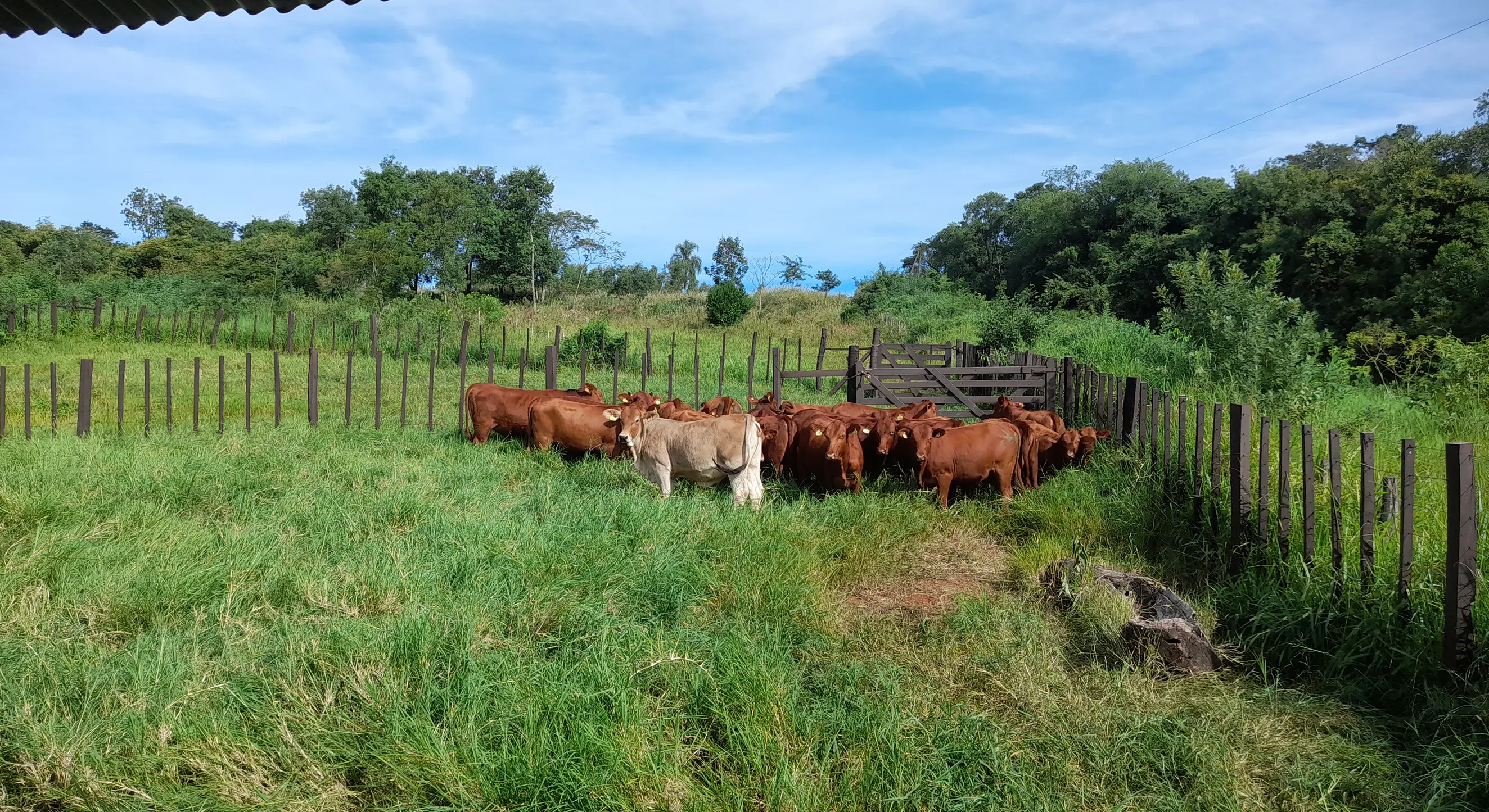 Ganadería Silvopastoril, Concept Nature Misiones
