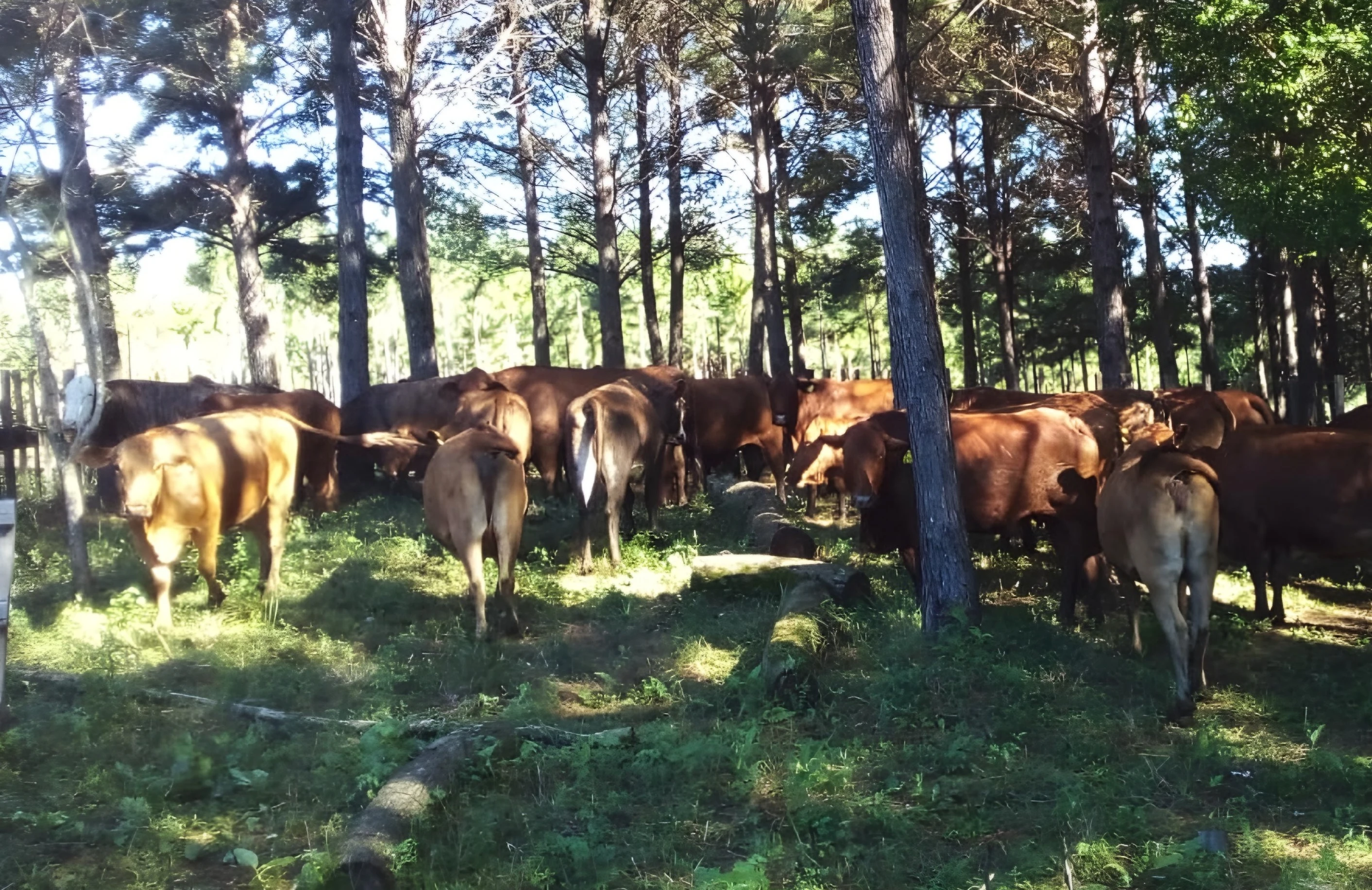 Ganadería Silvopastoril, Concept Nature Misiones