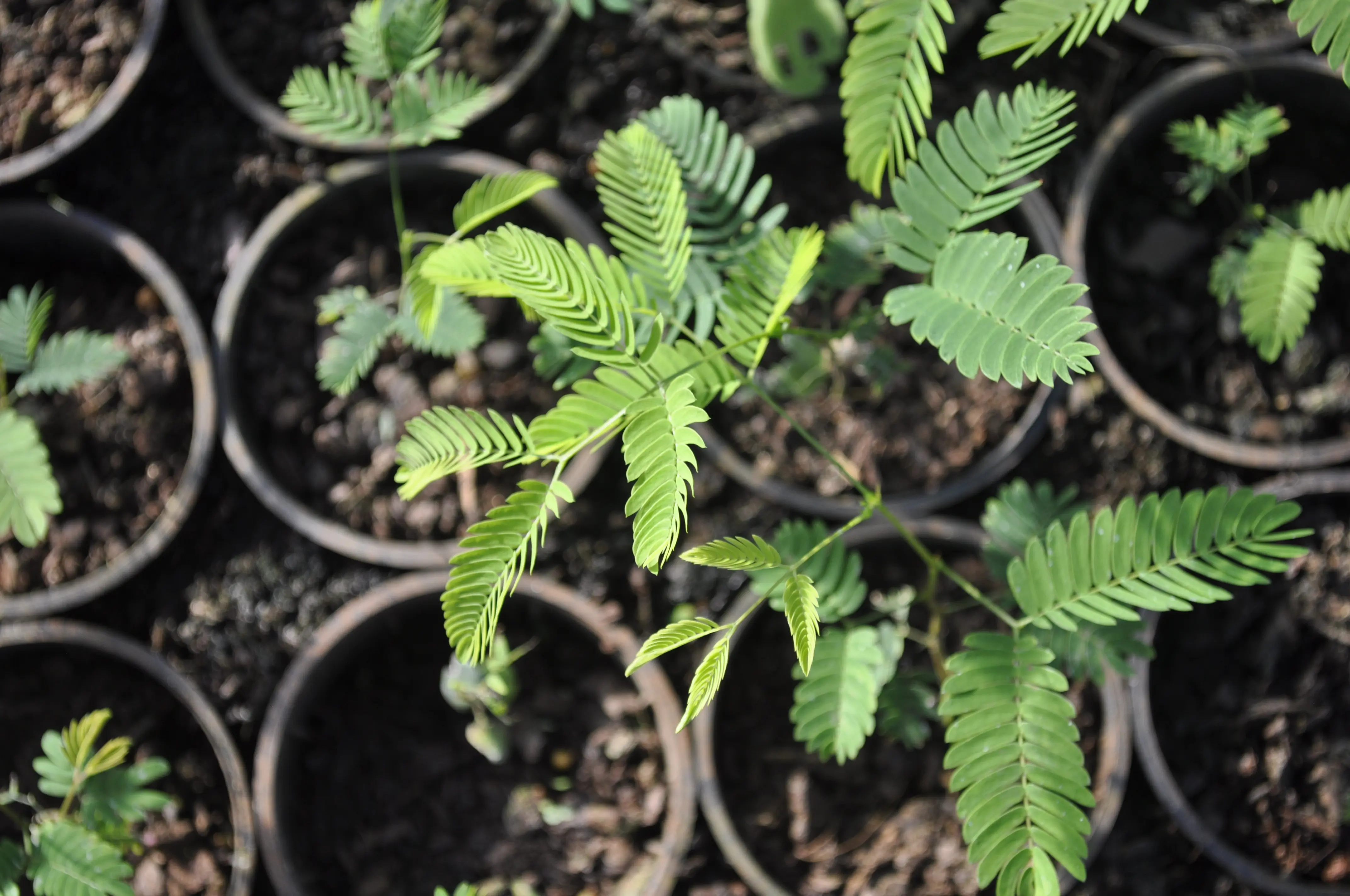 Plantines del vivero Concept